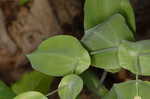 Perfoliate bellwort